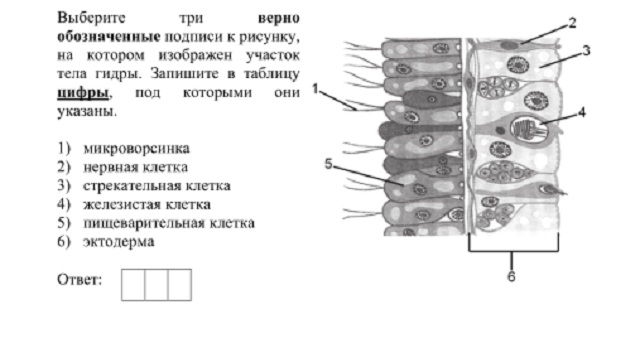 Kra37.gl