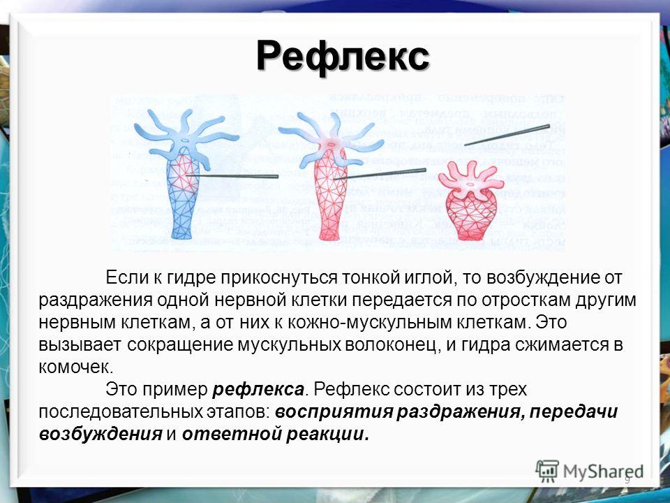 Кракен как войти через тор